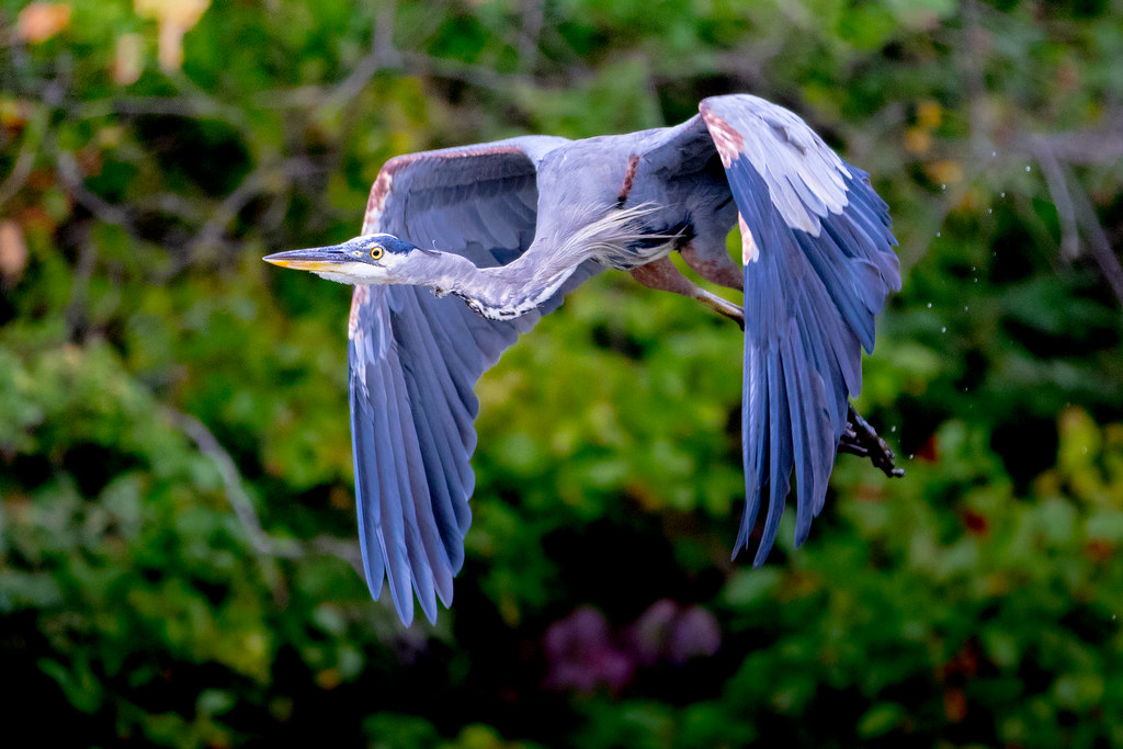 One Great Blue Heron Over Kinnelon Lake