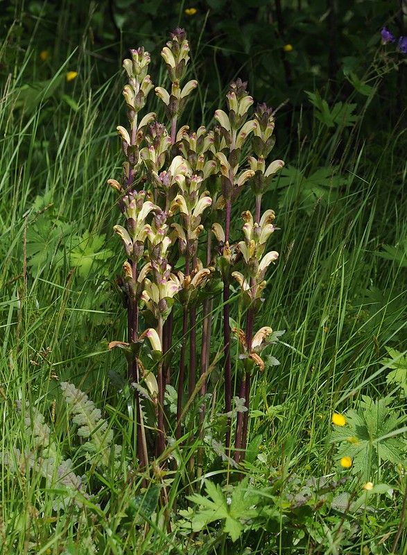 20160707-114F | Karlszepter (Pedicularis sceptrum-carolinum) im Vindelfjällen bei Hemavan. Lappland / Schweden, 07.07.2016