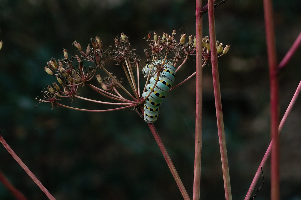 J20170914-0094—Anise swallowtail (Papilio zelicaon) on Perideridia kelloggii—RPBG—DxO