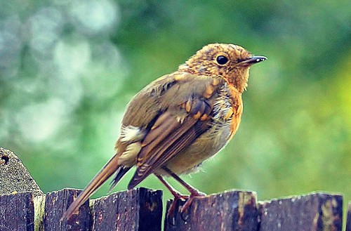 Young robin ! | by georgepulford