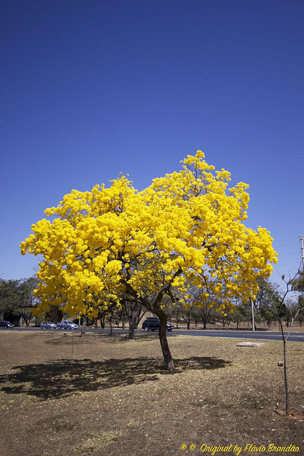 Série com o Ipê-amarelo em Brasília, Brasil - Series with the Trumpet tree, Golden Trumpet Tree, Pau D'arco or Tabebuia in Brasília, Brazil - 20-08-2017 – IMG_7554_2