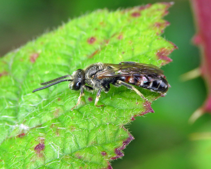 Lasioglossum calceatum - Slender Mining Bee [A]