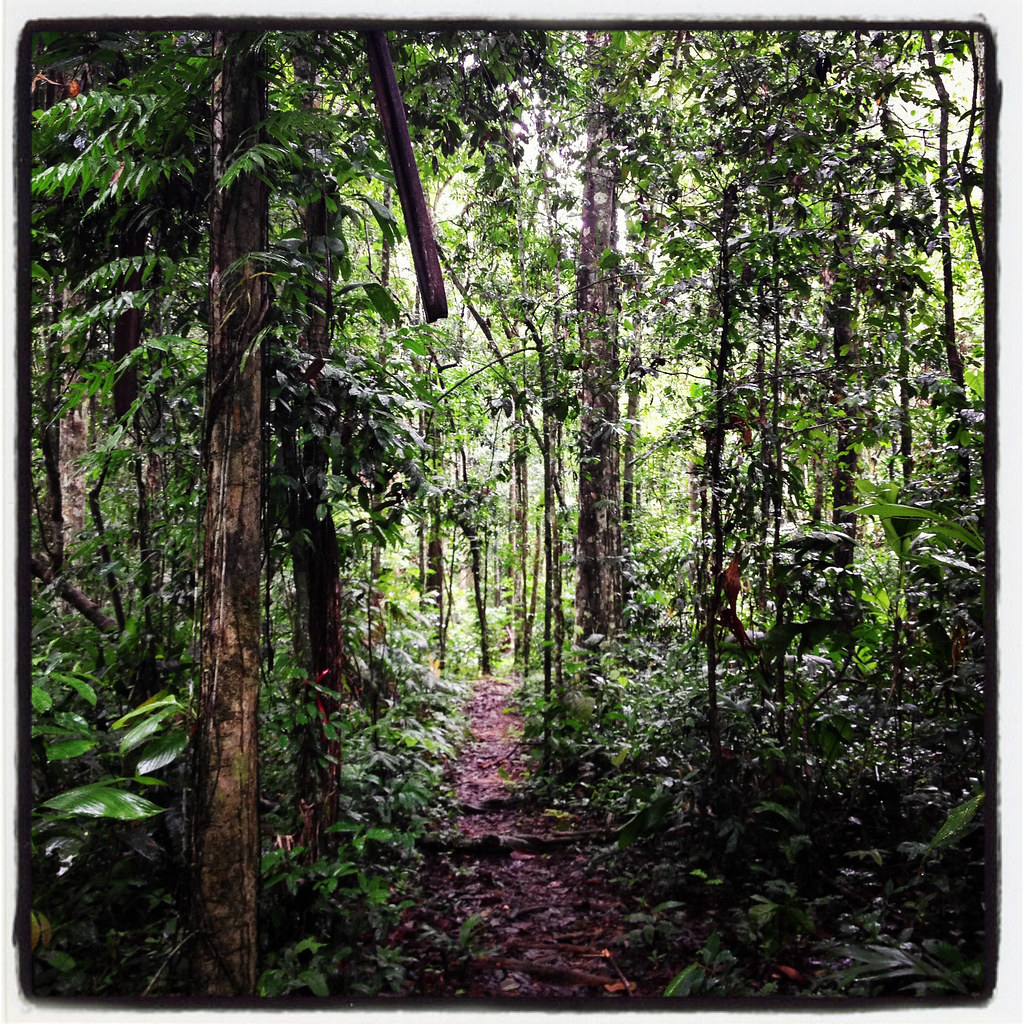A trail in Peru’s Amazon rainforest.