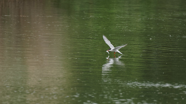 Tern fishing (1) : picking the fish