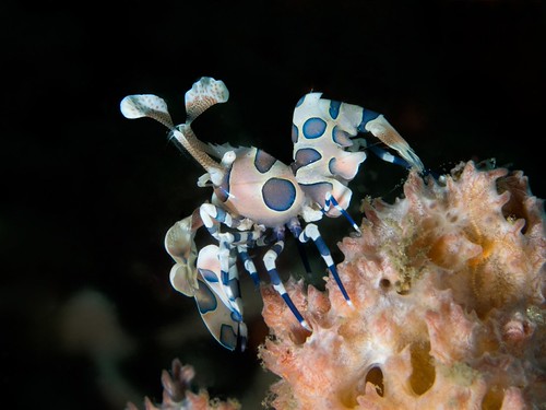 CelebesDivers - underwater 79 (Hymenocera elegans)