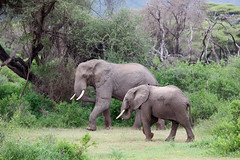 Elephants at Lake Manyara National Park