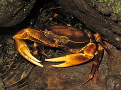 Commonwealth_of_Dominica_Morne Trois Piton NP_134