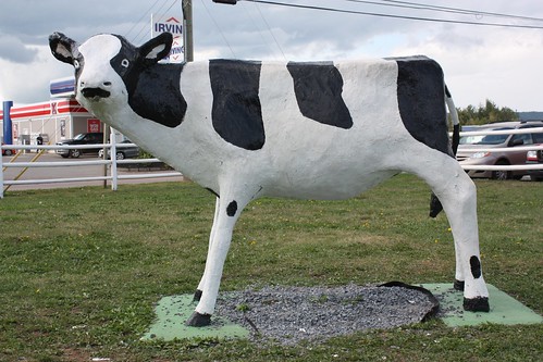 sussex newbrunswick canada cow calf daisy roadsideattraction