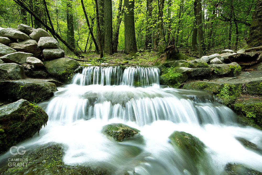 Cameron Grant - Fern Spring | Cameron Grant | Flickr