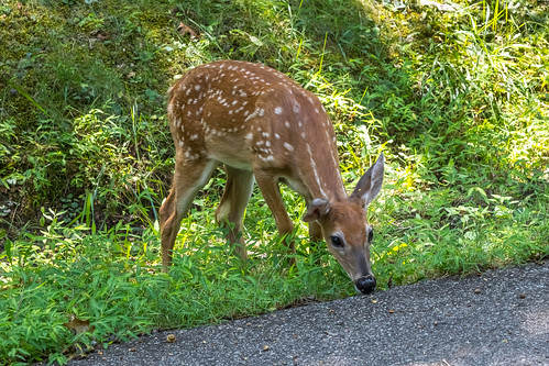 deer doe fallscreeksatepark landscape nature road tennessee young