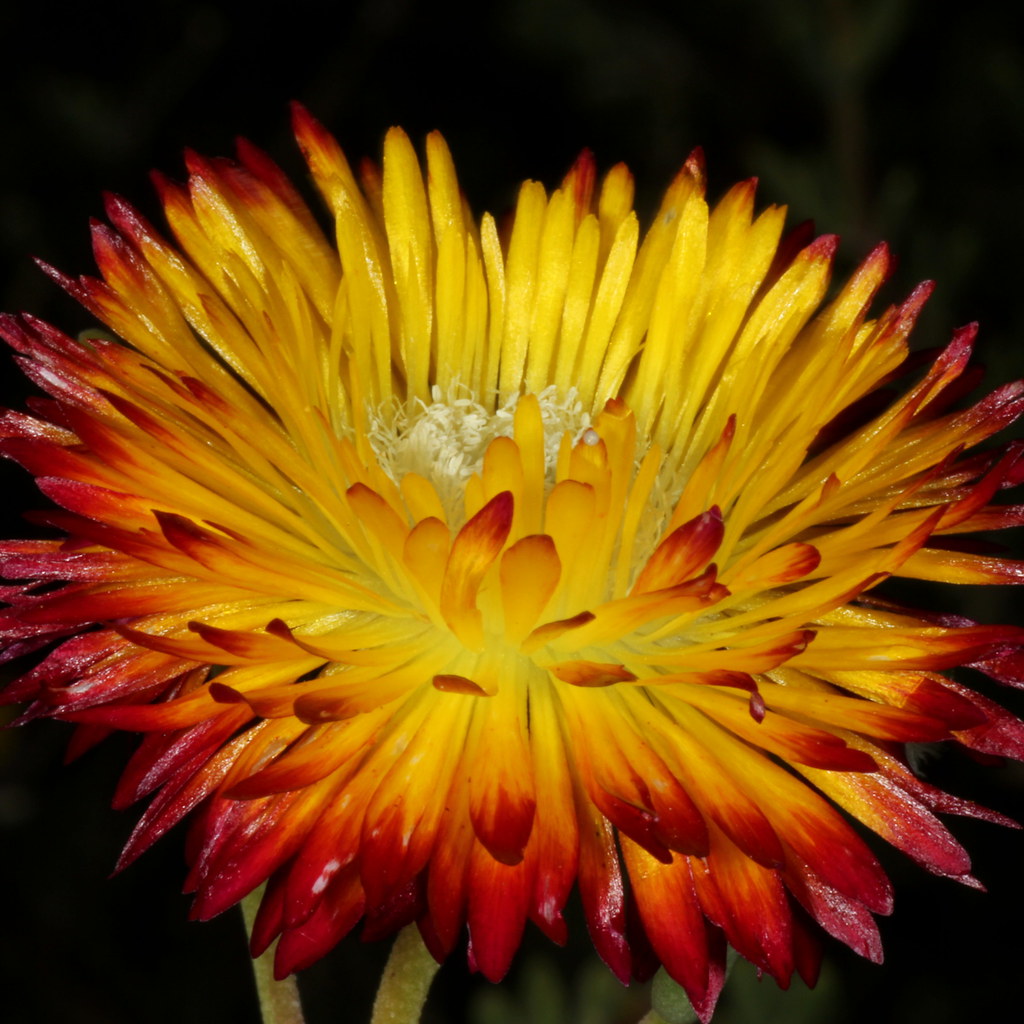 Drosanthemum bicolor - dew vygie  at Walter Sisulu National Botanical Garden