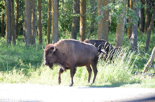 Elk Island Bison blocking road