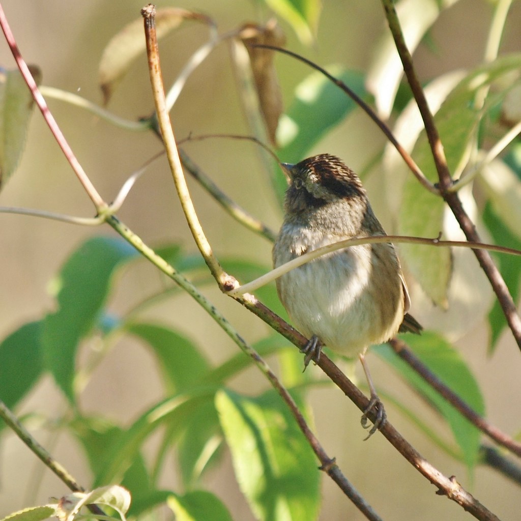 Swamp Sparrow Glancing Backwards