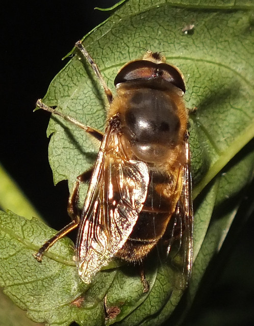 Drone fly (Eristalis (Eoseristalis) tenax) male