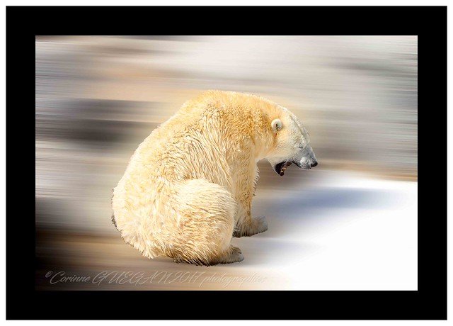 bears effect/ ours effet