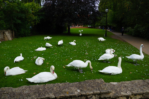 Swans circling on land, Stratford upon Avon