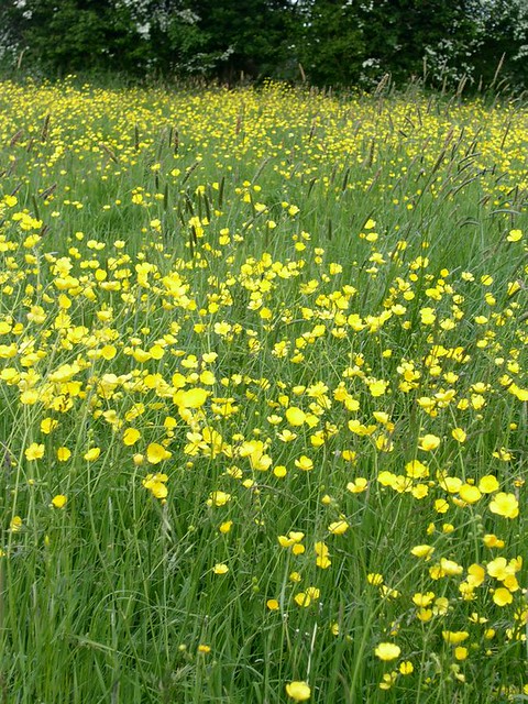 Buttercups in May near Chawton 