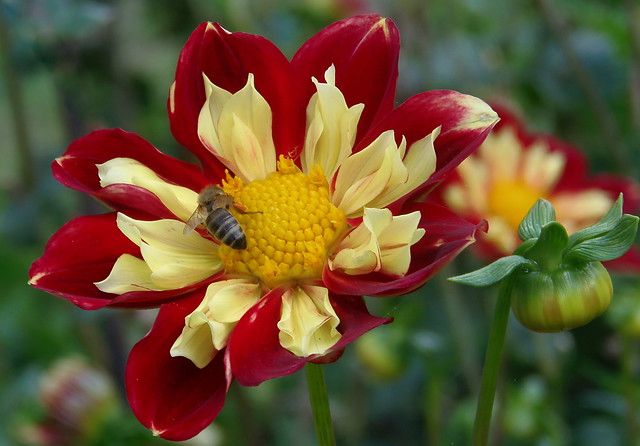 Fleissige Biene auf Anemonen-Dahlie