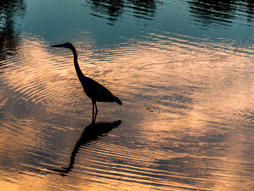 blue sunset orange lake reflection water birds animals silhouette river waves shadows