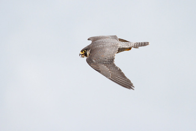 Peregrine Falcon (falco peregrinus) (female)IMG_0441a