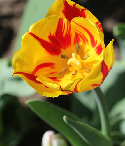 Tulipa - grands hybrides - tulipes chics et kitch (sections 1 à 11) 35635968983_18bca3b03f
