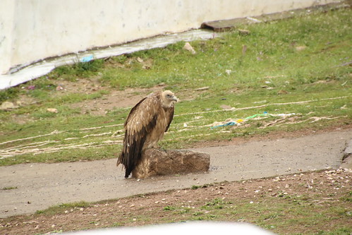 Sky Burial by Fire and Vultures 1/19 | by johey24