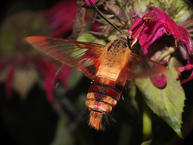 Moth Hummingbird /Hawk Moth in Flight to a Bee Balm Flower DSCF2923