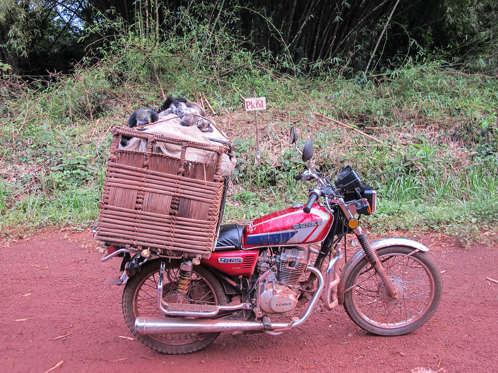 Small primates beeing transported to the bushmeat market