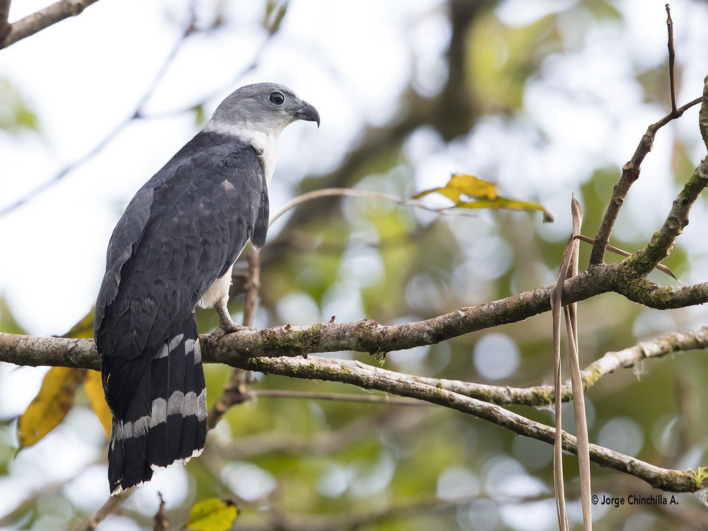 Most Beautiful Birds of Amazon Forests