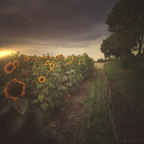 iphone iphone6s iphoneography iphonephotography mobile mobilephotography mariko square sunflower sunflowers sonnenblume sonnenblumen feld field sunset sun light clouds cloudy path hipstamatic snapseed mextures lenslight