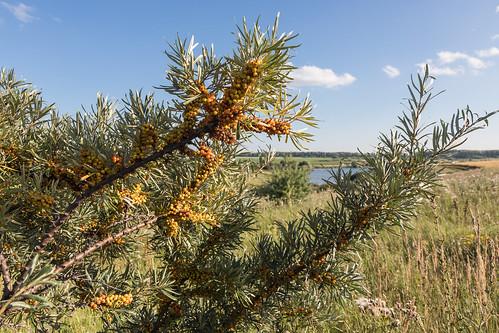 landscape seabuckthorn summer outdoor penzaregion russia nature field landscapes outdoors penzenskayaoblast ru