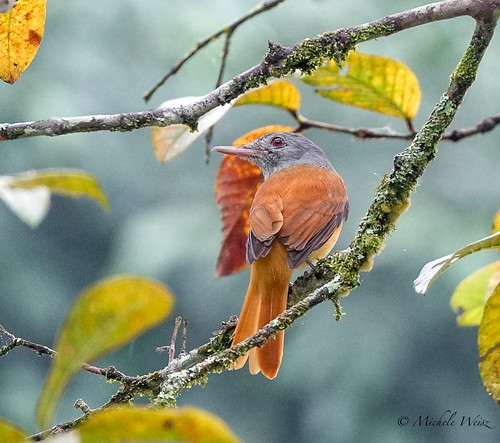 Gray-hooded Attila | by Michele Weisz