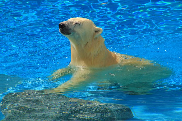 Polar bear surfacing