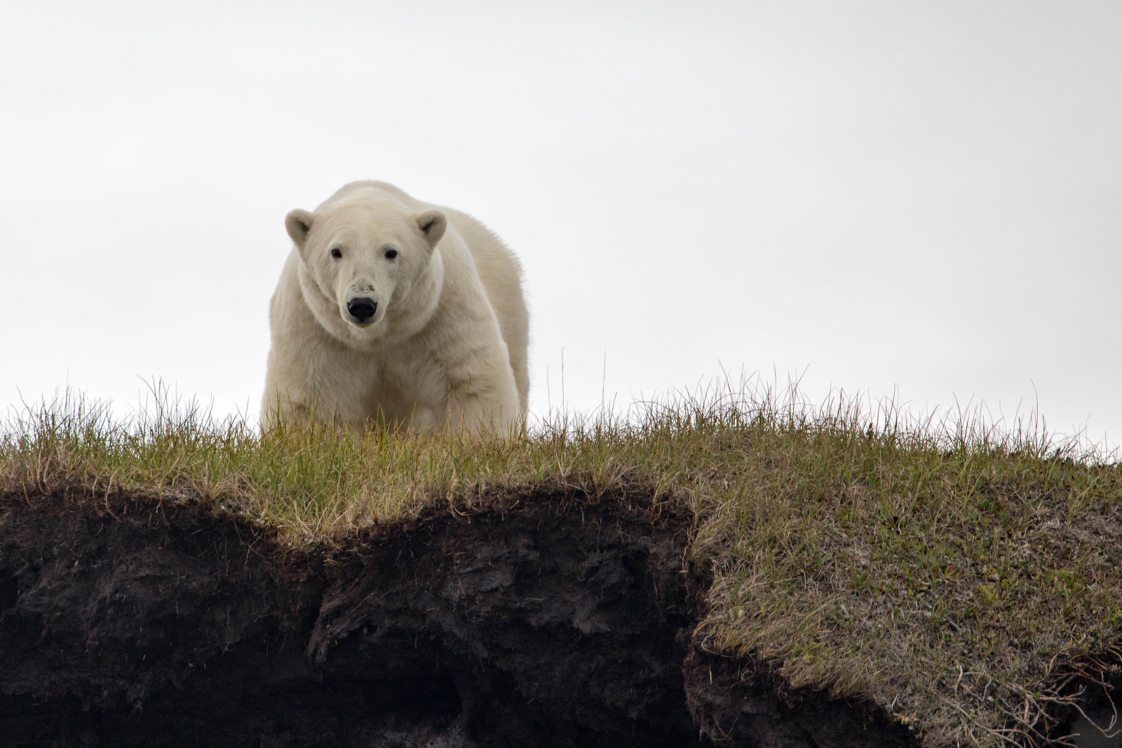 photo of polar bear