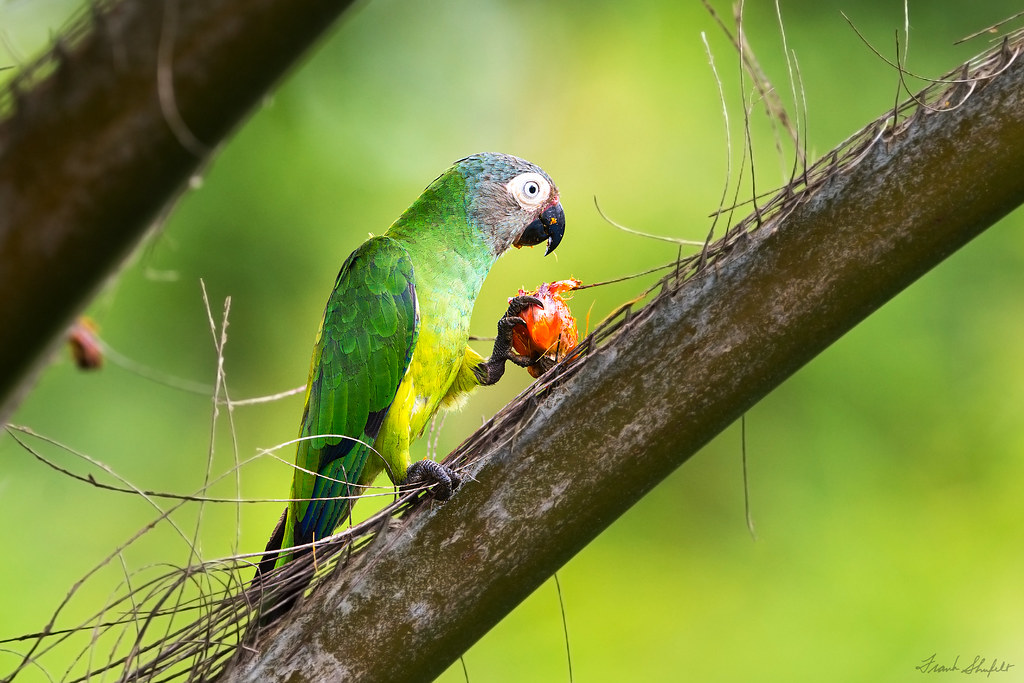 Most Beautiful Birds of Amazon Forests
