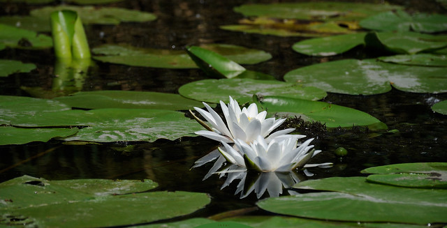 White water lily 6