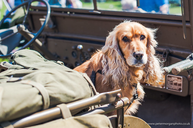 classic cars 2017 20170805_016 Dog in a jeep