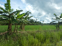 Paisaje cultivo de arroz y bosque en carretera hacia Independencia