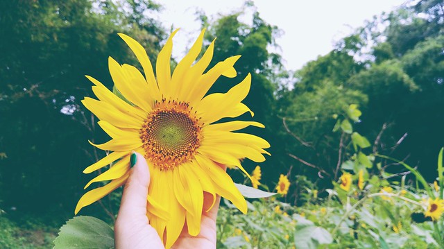 Sun flowers