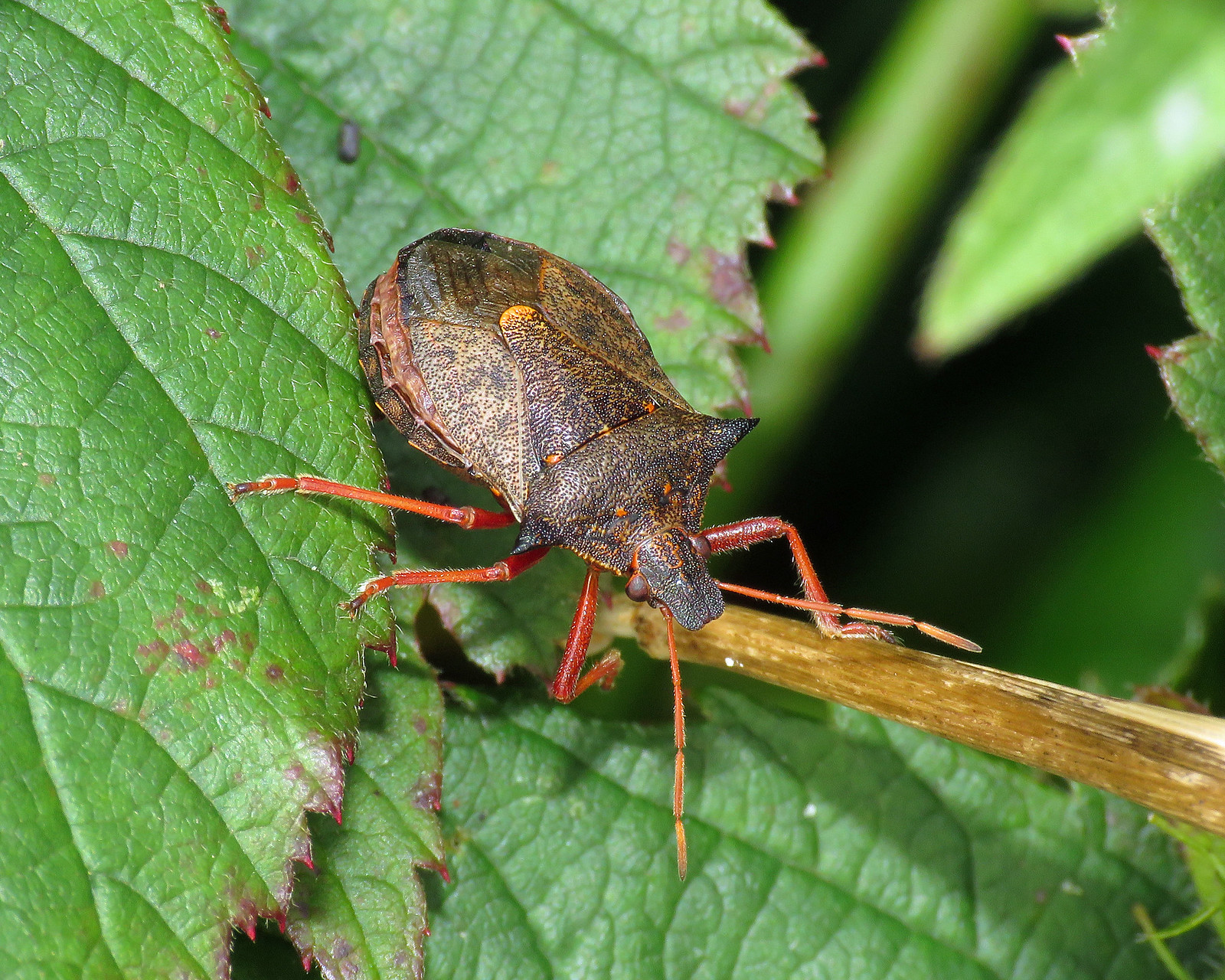 Spiked Shieldbug - Picromerus bidens