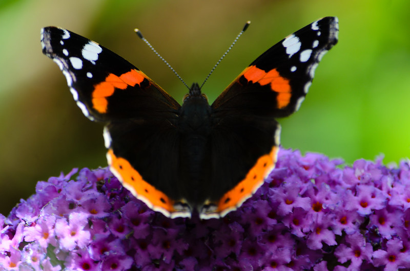 Red admiral butterfly on buddleia flower