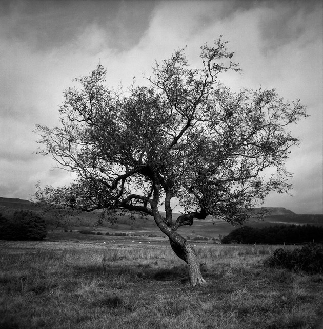 FILM - Rowan tree