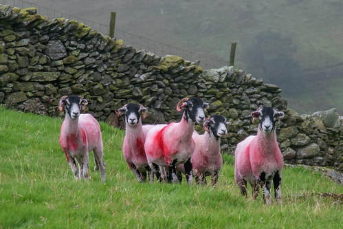 In the Pink ! | by In Memoriam: DP the snapper