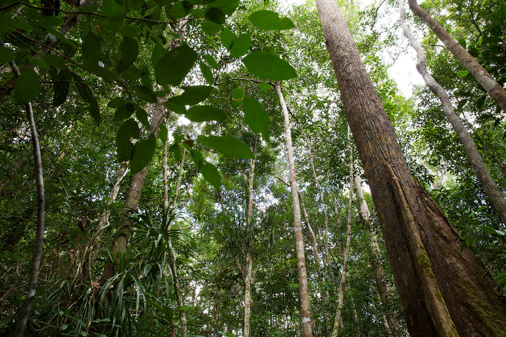 A view of the forest in Central Kalimantan.