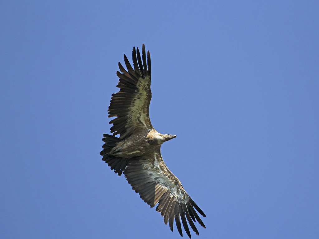 Gyps fulvus / Grifone/ Griffon vulture | Grifone Riserva Nat… | Flickr