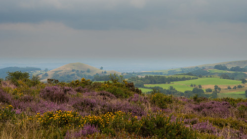 areaofnaturalbeauty east england english nationalnaturereserve ratlinghope shropshire stiperstones uk beauty cloudy countryside farmland flower gorse heather hill hills hillside hilly landscape ling mountainous mountains naturalbeauty nature panorama spectacular summer view