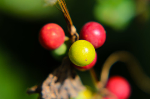 Green, red: bryony berries ripening