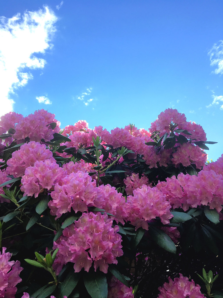 Rhododendron bush in the spring