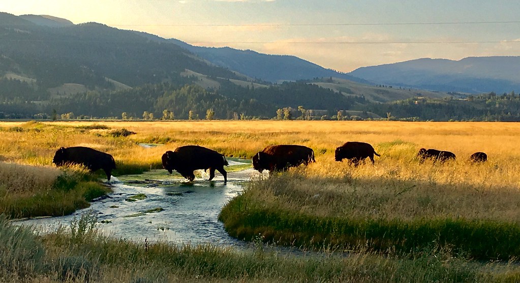 Bison moving on the Kelly Road, Jackson Hole, Wyoming | Flickr