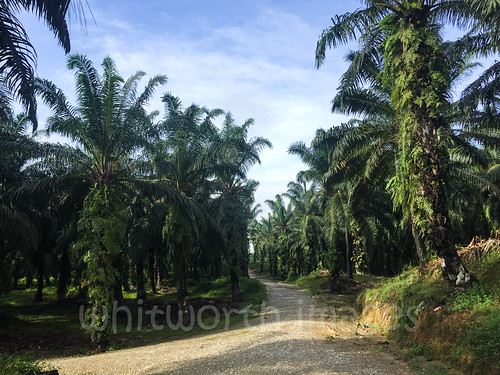 malaysia trees sukaujunction landscape oilpalm borneo crop sukau sabah green road palms palmtrees plantation